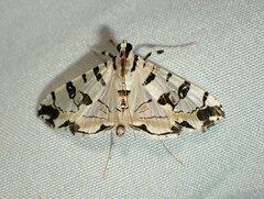 Conchylodes salamisalis
