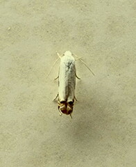 Polyhymno chionarcha