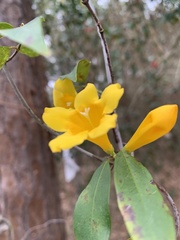 Gelsemium sempervirens