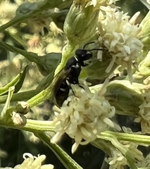 Hylaeus punctatus