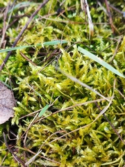 Brachythecium albicans