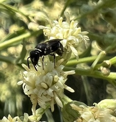 Hylaeus punctatus