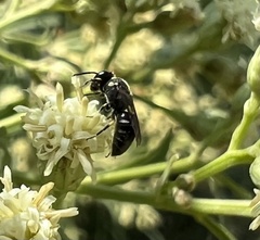 Hylaeus punctatus