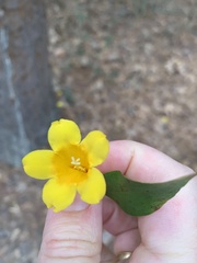 Gelsemium sempervirens