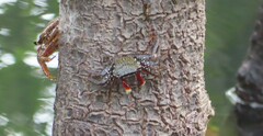 Goniopsis pulchra