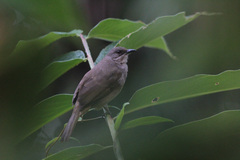 Pycnonotus