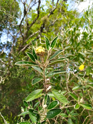 Croton hilarii