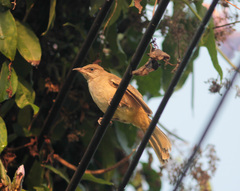 Pycnonotus