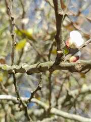 Salix atrocinerea