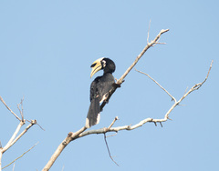 Anthracoceros albirostris