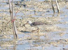 Xenus cinereus