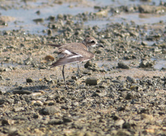 Charadrius leschenaultii