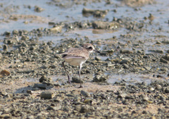 Charadrius leschenaultii