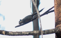 Tamiops mcclellandii