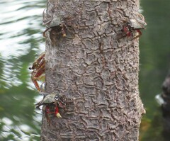 Goniopsis pulchra