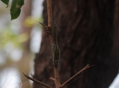 Tamiops mcclellandii