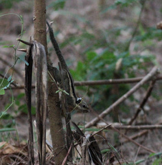 Tamiops mcclellandii