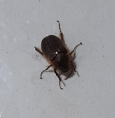 Holochelus