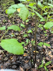 Fraxinus caroliniana