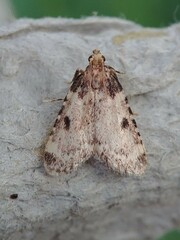 Aglossa costiferalis
