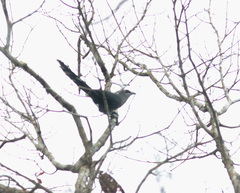 Phaenicophaeus tristis