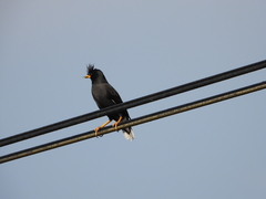 Acridotheres grandis