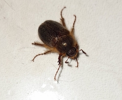 Holochelus