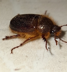 Holochelus