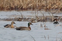 Anas platyrhynchos × zonorhyncha