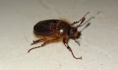 Holochelus