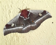 Bunaea alcinoe