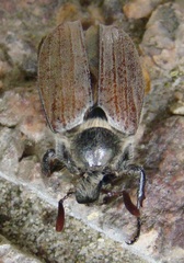 Melolontha hippocastani