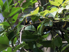 Boiga melanota