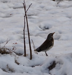 Turdus pilaris