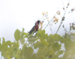 Leptocoma brasiliana