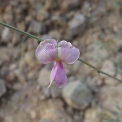 Tephrosia palmeri
