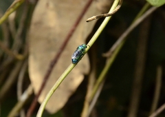 Chrysis angolensis