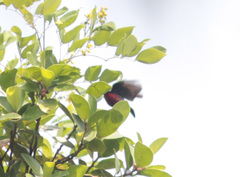 Leptocoma brasiliana