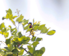 Leptocoma brasiliana