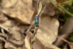 Chrysis angolensis