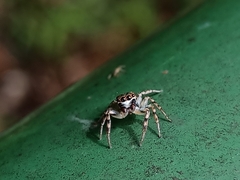 Cytaea