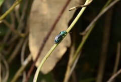 Chrysis angolensis
