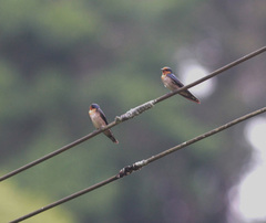 Hirundo tahitica