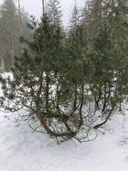 Pinus mugo
