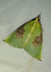Paramacna arnea