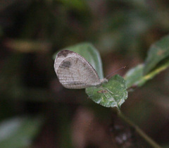 Leptosia