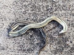 Tropidoclonion lineatum