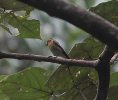 Ficedula mugimaki