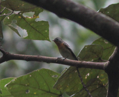 Ficedula mugimaki