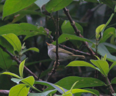 Phylloscopus tenellipes